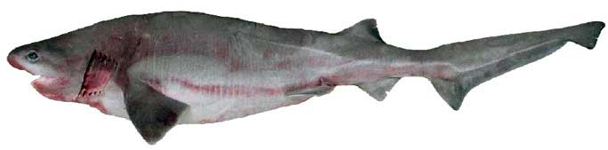 Hexanchus griseus_01.jpg